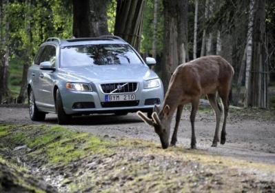 Sistema di sicurezza Volvo Animal Detection
